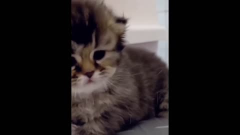 😂 Funniest Cats and Dogs Videos 😺🐶