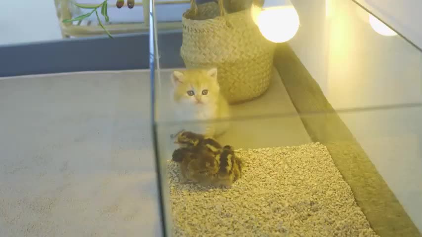 Reaction Kitten Pudding Meets New Baby Chick for the First Time!