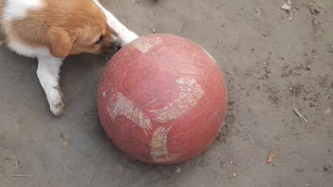 Street Puppies Playing Around Village
