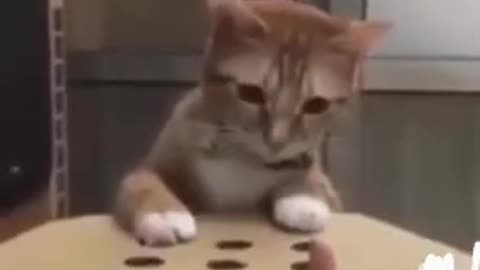 Cute cat concentrated on his new toy