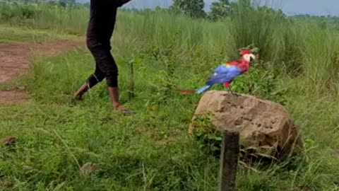 BIRDS CATCHING