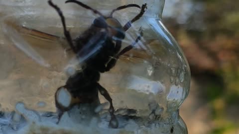 amazing asian giant hornet caught with homemade trap