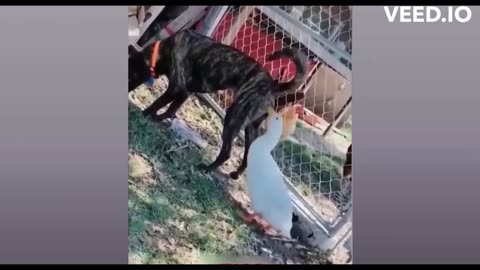 Try Not To laugh Funny Animals