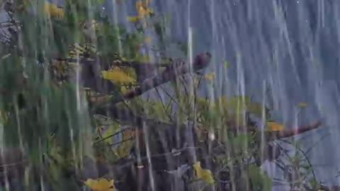 Night Rain