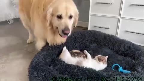 Mom Cat with Tiny Kittens Stole a Golden Retriever's Bed