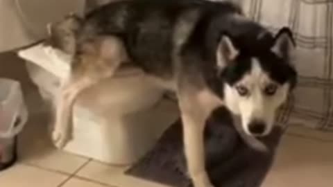 Funny dog