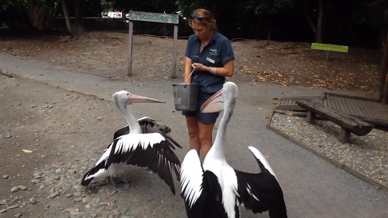 Big birds