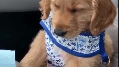 Perfect dog training