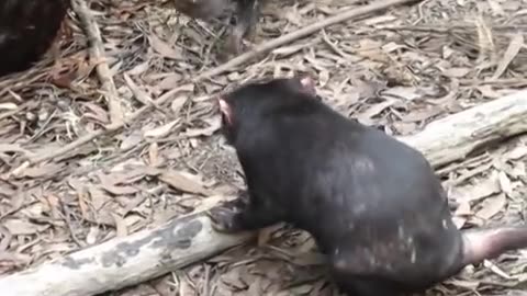 Tasmanian Devil FIGHT!