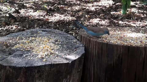 CaT TV 48 🦜🐥🕊️~ Watch A relaxing video of Small Birds From Africa in a Game Reserve in South Africa