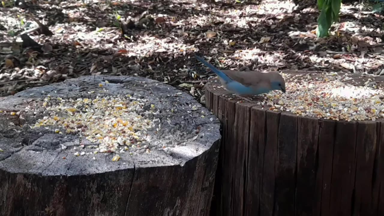 CaT TV 48 🦜🐥🕊️~ Watch A relaxing video of Small Birds From Africa in a Game Reserve in South Africa