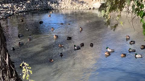 Watching ducks and listening to background sounds