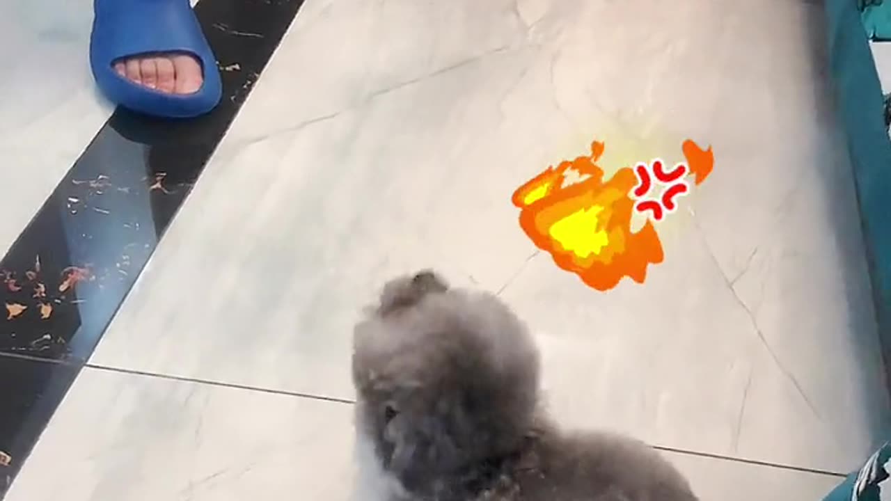 Spirit of the dog and its hatred of torre's daily,