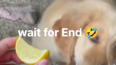 Funniest dogs and cats😂