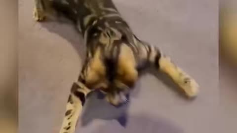 The end 😂😂 #pet #animals #funnyvideos #funny #dogsoftiktok #catsoftiktok #cat #dog
