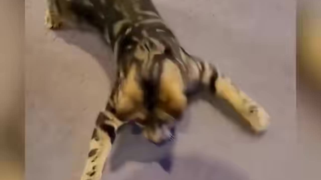 The end 😂😂 #pet #animals #funnyvideos #funny #dogsoftiktok #catsoftiktok #cat #dog