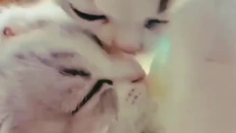 cute cat //true love/💕💕//catlover//#catlover #cat #ytshorts #babycats #cutememo #reals