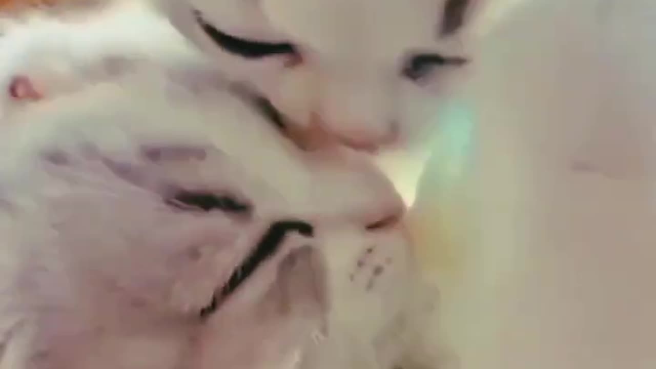 cute cat //true love/💕💕//catlover//#catlover #cat #ytshorts #babycats #cutememo #reals