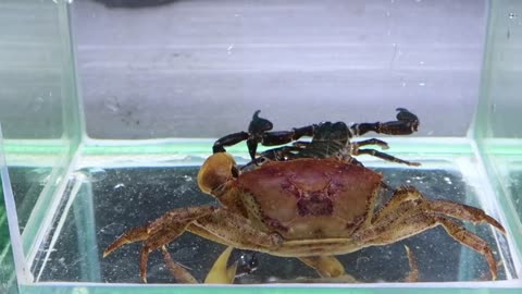 crab vs scorpion battle to the death