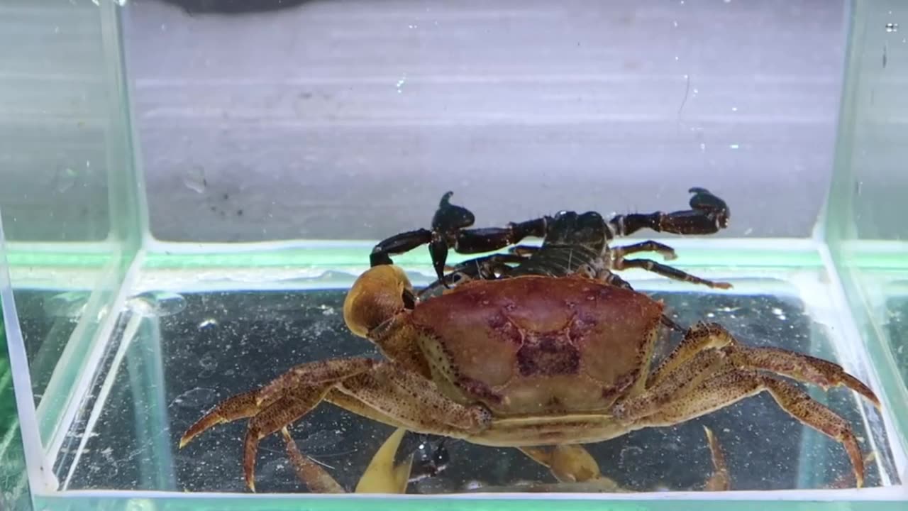 crab vs scorpion battle to the death