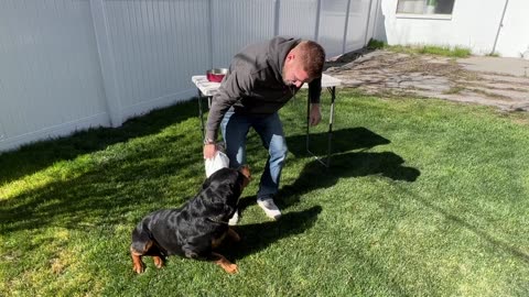 Doing This Could Kill Your Dog In Minutes...