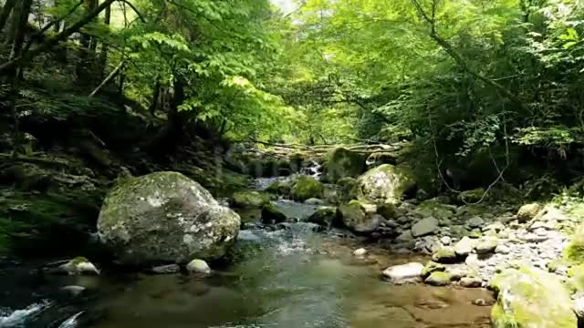 Beautiful Relaxing Music 😌🌿Peaceful Soothing Instrumental Music, Calm Music, Nature Sounds