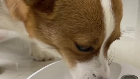The greedy dog at home drank a whole basin of milk