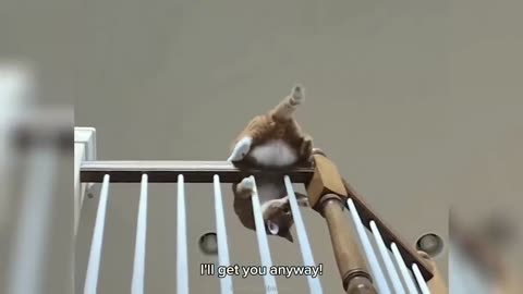 Funny ANIMALS videos😊Funniest CATS😹 and DOGS🐶