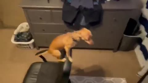 Super funny animal vedio l try not to laugh #1