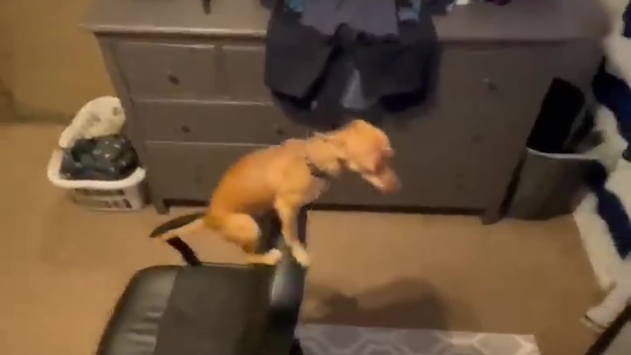 Super funny animal vedio l try not to laugh #1