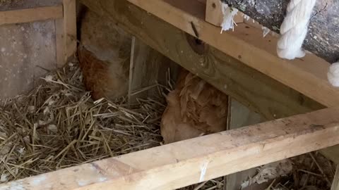 This Nesting Box is Occupied!