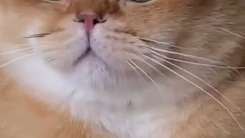 funny animals 😂😍🐱 #2