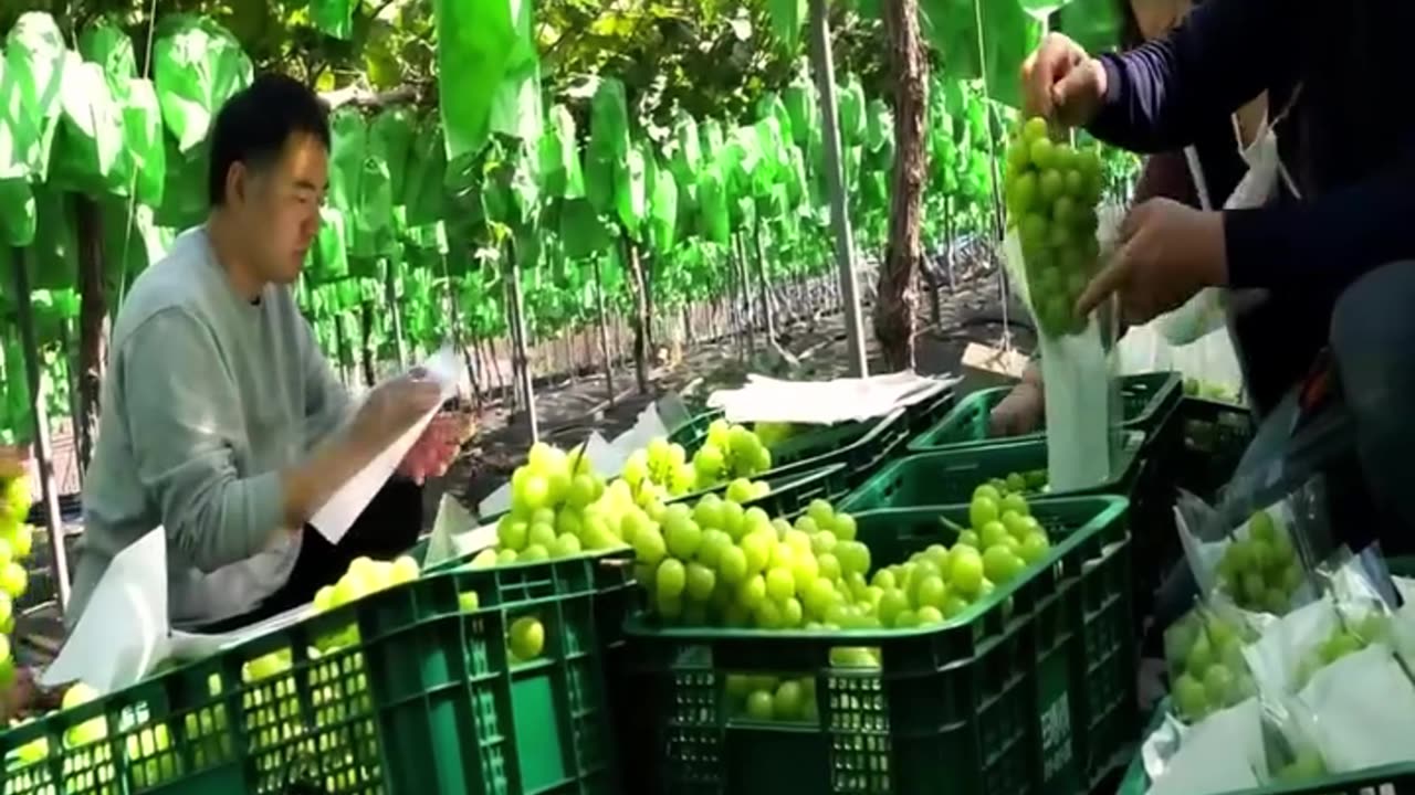 It's art! Sweet dessert made with Korean green grapes