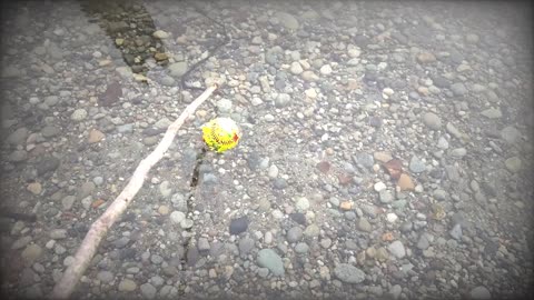 Siren the swimming dog