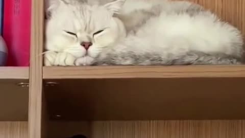 Sleeping Cats Awesome