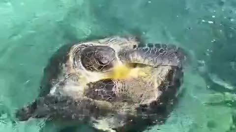 Turtles Dancing