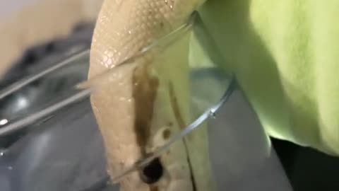 chevy being a derp and burying his face in the