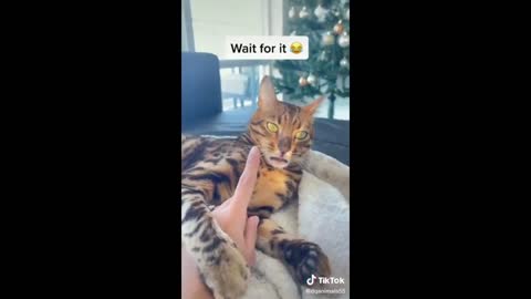funny animal videos to laugh to