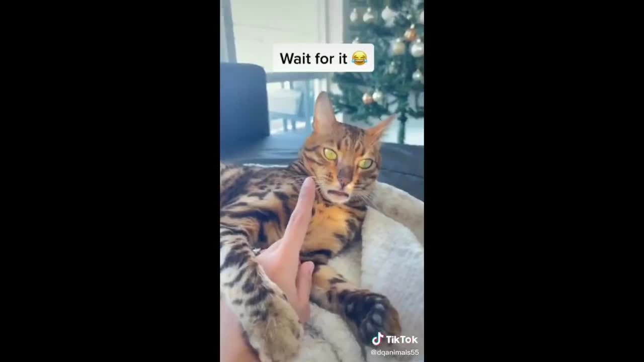 funny animal videos to laugh to