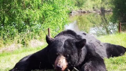 Hunting the United States