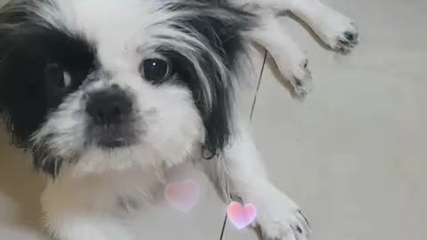 PATTAYA DOG GROOMING SALON & PET SHOP