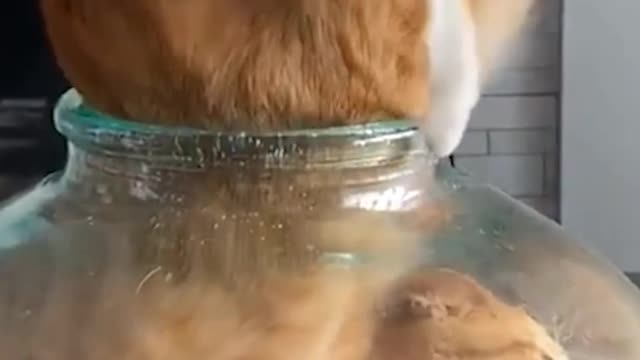 Hilarious Feline Frenzy: A Collection of the Most Laugh-Out-Loud Cat Moments