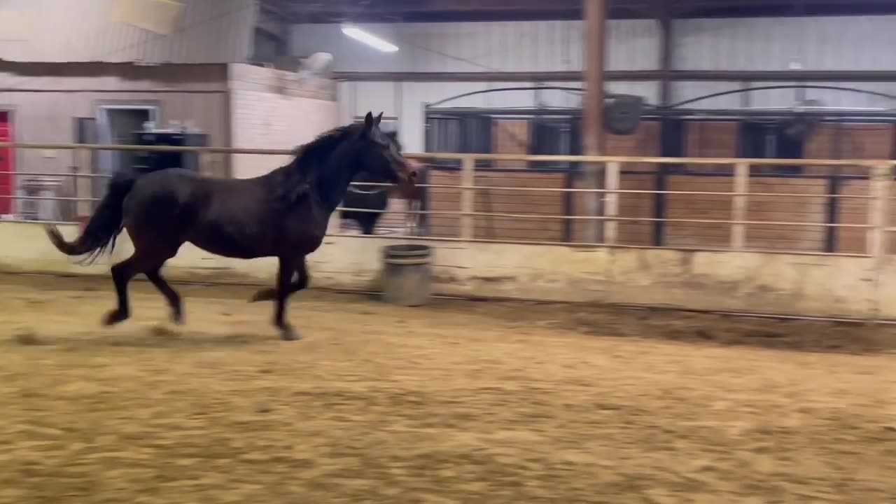 Arabian 15yr old dark brown gelding that stands about 15 hands tall
