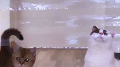 🙏❤️🎉🎉🎉🎊🎊🎊️SWEET AND FUNNY ANIMAL SHOTS 🙏❤️❤️🎉🎉🎉🎊🎊🎊