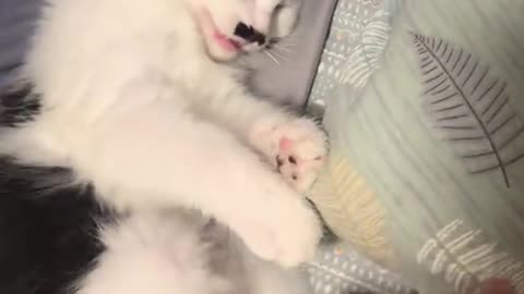 Cat gets angry when touched