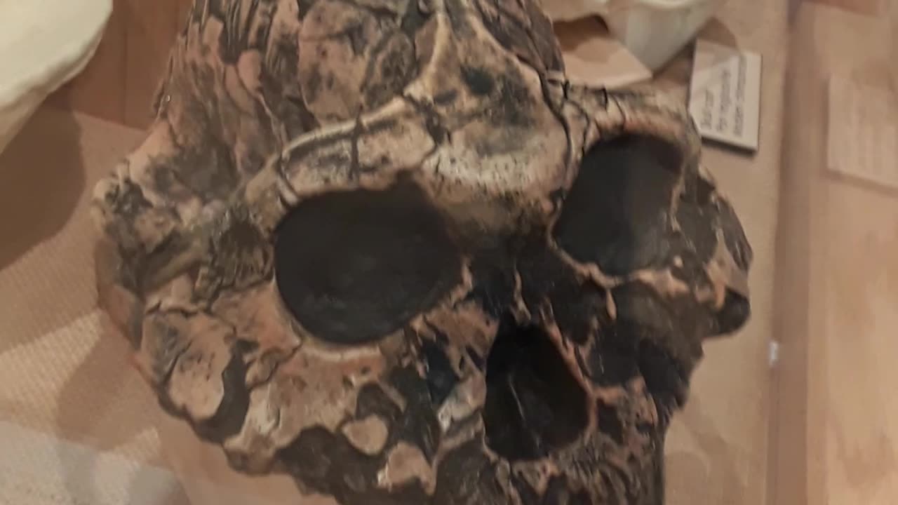 Man, and animals are completely seperate from each other. Gen 1:27