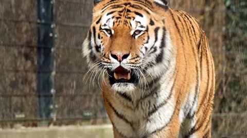 very ferocious and wild animal