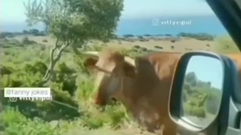 Funny pets videos