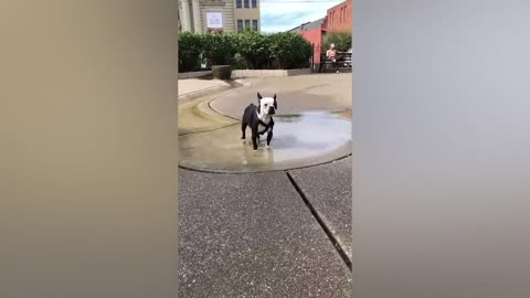 Funniest Cat