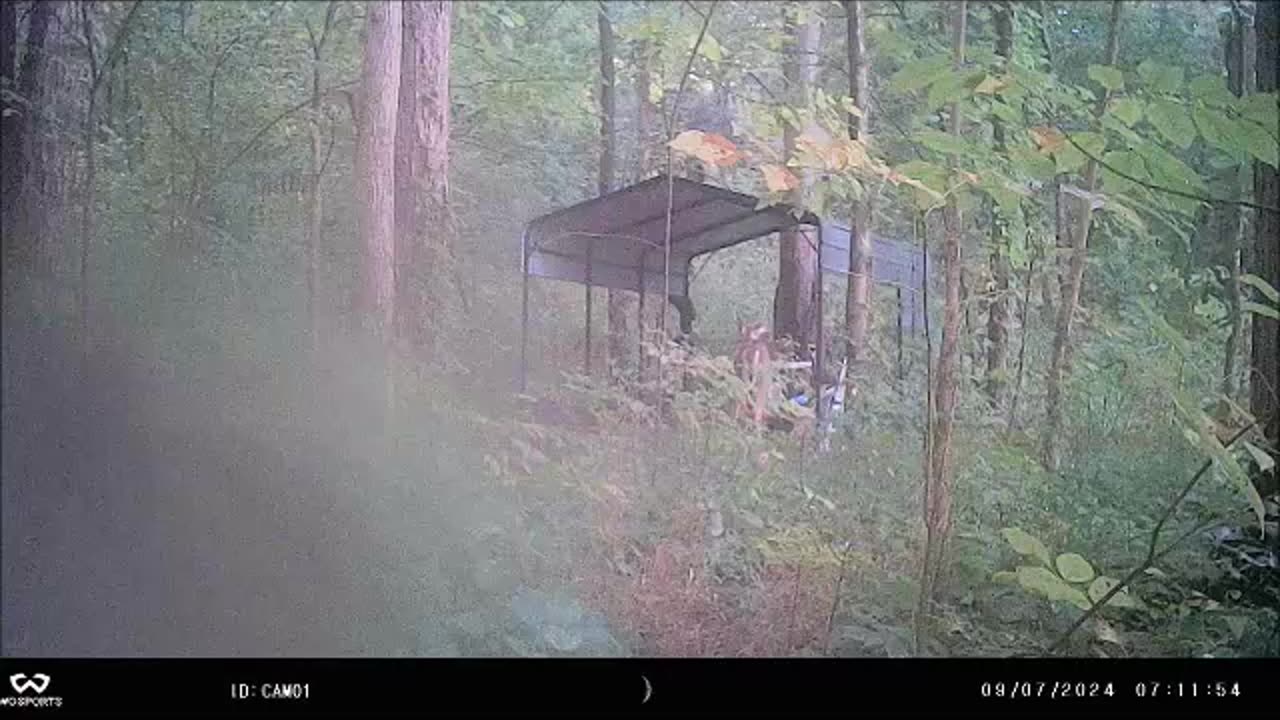 Backyard Trail Cams - The Trespasser